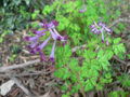 Corydalis incisa