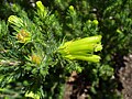 Erica viridescens.