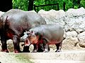 Flusspferde (Hippopotamus amphibius)