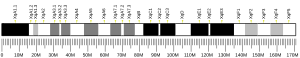 X chromosome (mouse)