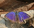 at Jayanti in Buxa Tiger Reserve in Jalpaiguri district of West Bengal, India.