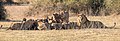 "Leones_(Panthera_leo)_deborando_un_búfalo_africano_negro_(Syncerus_caffer_caffer),_parque_nacional_de_Chobe,_Botsuana,_2018-07-28,_DD_94-96_PAN.jpg" by User:Poco a poco