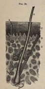 Physiology for Young People - 1884 - A perspiratory tube with its gland.png