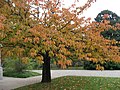 Serres d'Auteuil, Paris