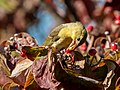 58 Scarlet tanager in GWC (25318) uploaded by Rhododendrites, nominated by Rhododendrites,  22,  0,  0