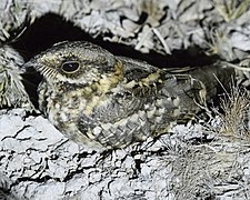 White-tailed Nightjar.jpg