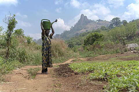 A woman carries water from the Dou River in a watering can to irrigate a vegetable garden at the foot of the Dent de Man mountain