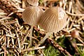 Mycena clavicularis