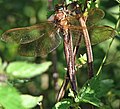 Braune Mosaikjungfer (Aeshna grandis)