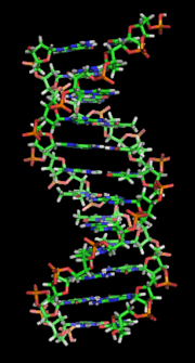 Thumbnail for Nucleic acid double helix