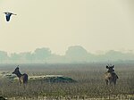 Grassland under water with deer and a flying heron.