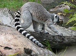 Λεμούριος με δακτυλιδωτή ουρά (Lemur catta)