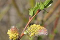 Salix myrsinifolia, männliche Kätzchen