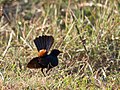 Male; Yala National Park, Sri Lanka