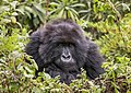 61 Mountain gorilla (Gorilla beringei beringei) female 2 uploaded by Charlesjsharp, nominated by Charlesjsharp,  17,  1,  0