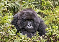 Female Mountain Gorilla at Volcanoes National Park