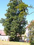 Winterlinde (Tilia cordata)