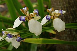 T. gracilis (sin. Neomarica gracilis)