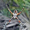 Argiope