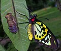 Cairns Birdwing, Ornithoptera priamus.