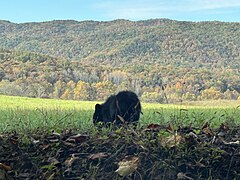 Bear at Cades Cove - October 2023 - Sarah Stierch 01.jpg