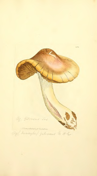 Inocybe fibrosa