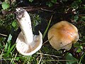 Hygrophorus pudorinus