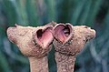 Flowers of Hydnora triceps in Namaqualand, South Africa, 1999