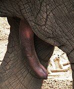 Penis asiatischer Elefant.JPG