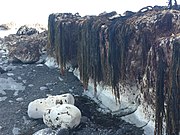 Durvillaea kelp and other seaweeds exposed by earthquake uplift at Kaikōura