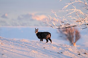 Un jeune chamois sur la crête du Creux-du-Van, au nord du Jura vaudois. (définition réelle 8 640 × 5 760)