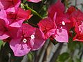 Bougainvillea × buttiana, lai giống giữa Bougainvillea glabra và Bougainvillea peruviana.