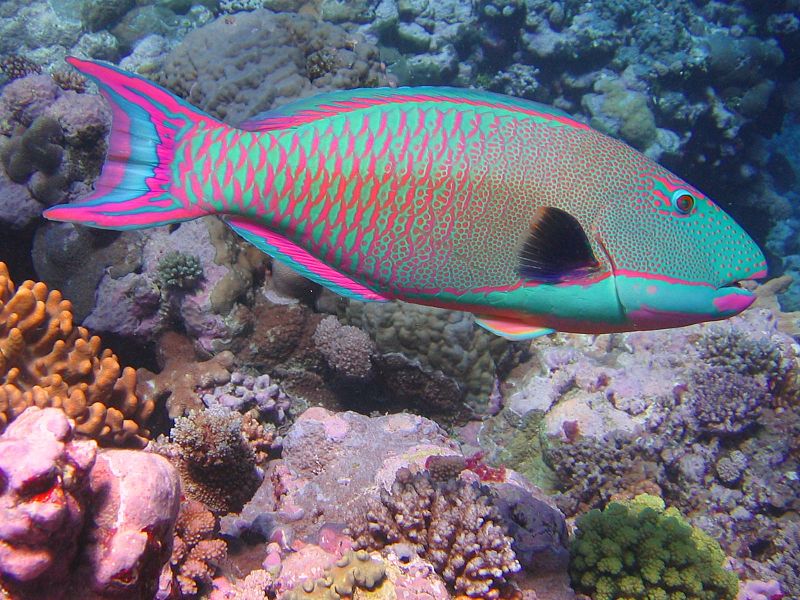 File:Bicolor parrotfish.JPG