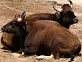 Gaur (Bos gaurus)