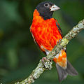 Red siskin