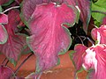 Caladium bicolor 'Florida Red Ruffles'.