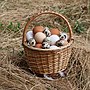 Thumbnail for File:Eggs in basket 2020 G1.jpg