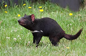 Diable de Tasmanie (Sarcophilus harrisii, Dasyuromorphia)