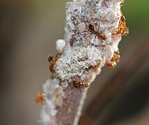 Apefly second instar caterpillar