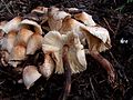 Leucoagaricus meleagris