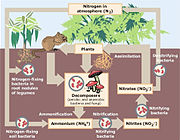 Diagramme du cycle de l'azote.