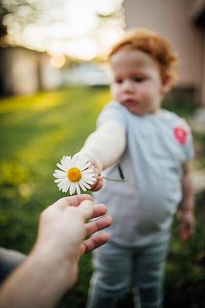 File:A hand giving out a daisy to a small child (49420068841).jpg