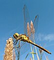 Gemeine Heidelibelle (Sympetrum vulgatum) &