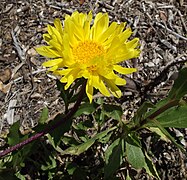 Grindelia chiloensis[англ.]