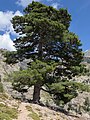 Pinus nigra subsp. laricio