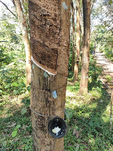 File:Rubber tapping cut and tree lace 5.jpg