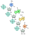 RNA-Nucleobases