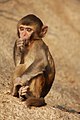 Baby Rhesus macaque in Lion Rock County Park, Hong Kong, China