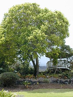 樟 Cinnamomum camphora