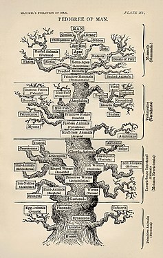 The tree of life as seen by Haeckel in The Evolution of Man (1879)